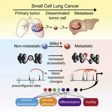 <a href='/'>出國(guó)看病</a>，癌癥治療，厚樸方舟