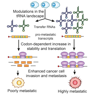<a href='/'>海外醫(yī)療</a>，癌癥醫(yī)療，厚樸方舟