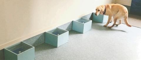 癌癥如何確診：日本居然用狗狗來探查？