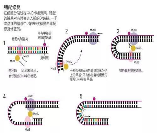 癌癥可以遺傳