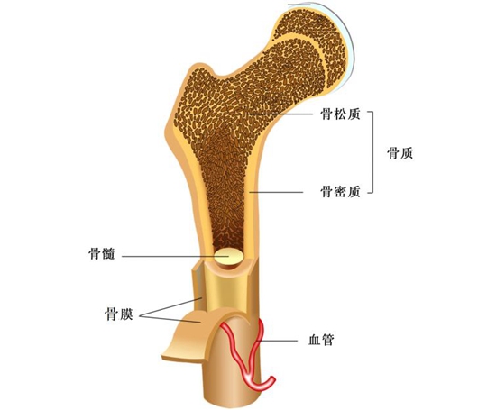 日本骨肉瘤的治療方法