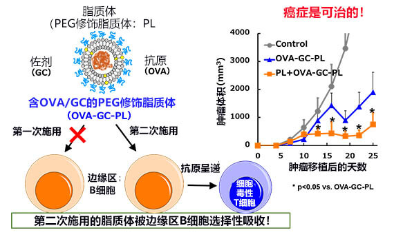 日本德島大學(xué)開發(fā)出新型癌癥疫苗，已為小鼠病愈癌癥