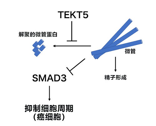 日本東北大查明精子與癌細(xì)胞的意外聯(lián)系