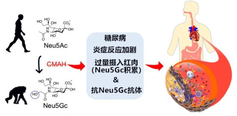 人類在進(jìn)化過程中失去的基因?qū)е聞?dòng)脈硬化