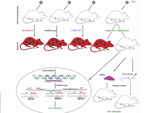 初次在活動(dòng)物的基因組中消除了可復(fù)制的HIV-1 DNA