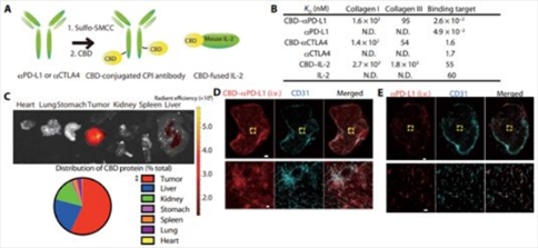 免疫檢查點抑制劑(CPI)---抗CTLA4抗體(αCTLA4)+抗PD-L1抗體(αPD-L1)---和細(xì)胞因子IL-2靶向腫瘤，從而在局部發(fā)揮作用