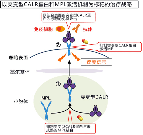 日本研究人員發(fā)現(xiàn)骨髓增殖性腫瘤的癌變機(jī)制，新治療方法有望出現(xiàn)！