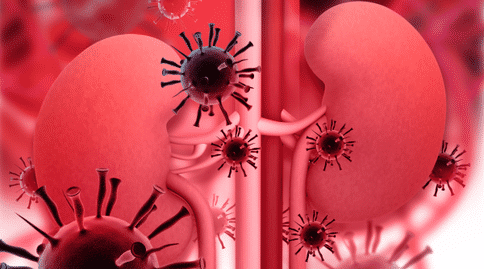 科學(xué)人員研發(fā)出腎部組織，或可為腎移植及腎部疾病的治療做出貢獻
