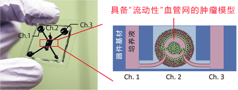 抗癌評價芯片