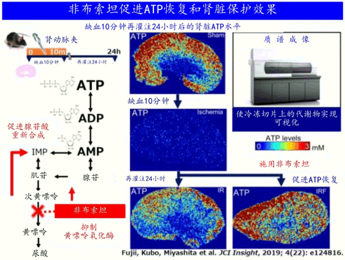 有關(guān)腎損傷的研究