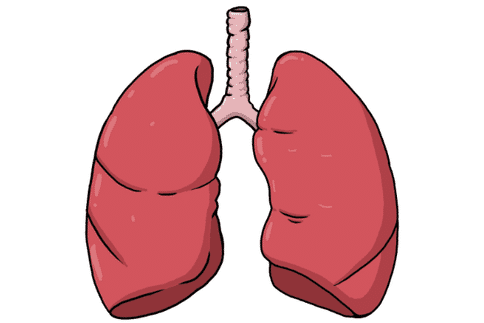 研究發(fā)現(xiàn)一種免疫細胞竟與肺癌患者常見的檢查點抑制劑治療失效有關！
