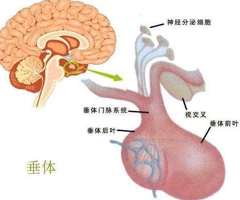 美國腦垂體瘤治療方法