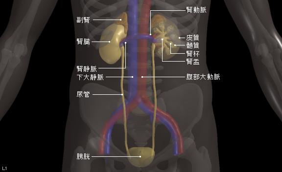 輸尿管癌化療