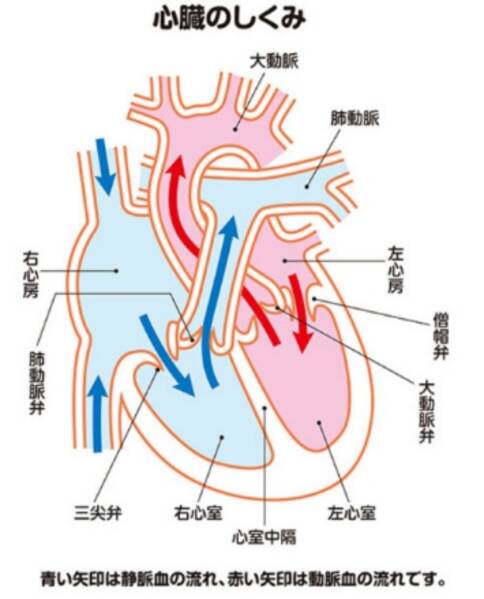 先天性主動脈瓣狹窄手術(shù)治療方法—瓣膜成形術(shù)