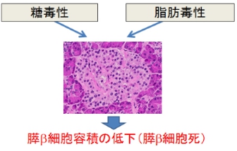 日本東京慈惠會(huì)醫(yī)科大學(xué)附屬醫(yī)院