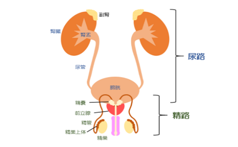 日本腎癌治療